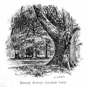Bushey Bratley